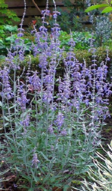 perovskia-atriplicifolia-lisslitt-lacey-blue-russian-sage