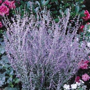 perovskia-atriplicifolia-little-spire-russian-sage