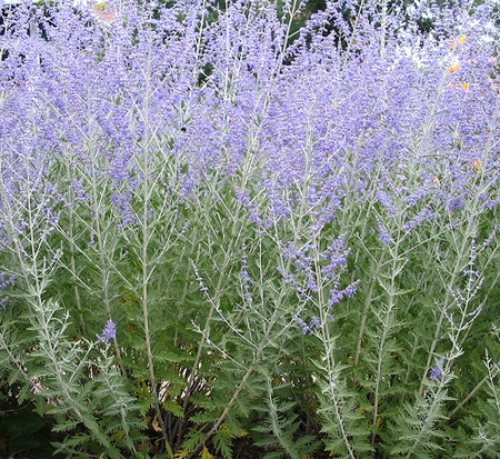 perovskia-atriplicifolia-little-spire-russian-sage