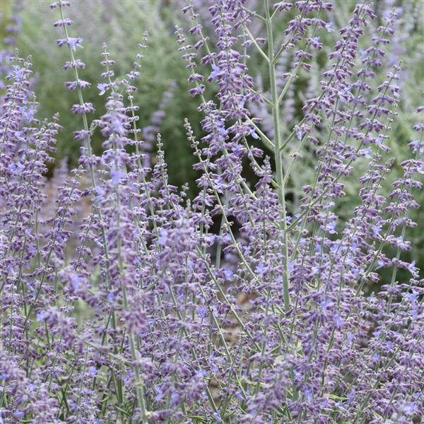 perovskia-atriplicifolia-prime-time-russian-sage