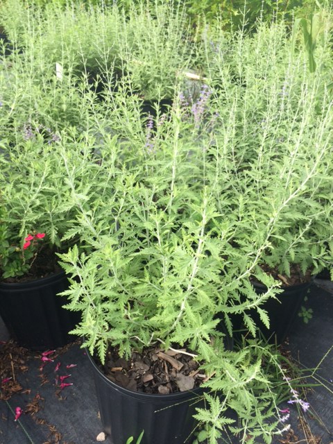 perovskia-atriplicifolia-russian-sage