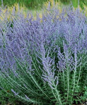 perovskia-atriplicifolia-russian-sage