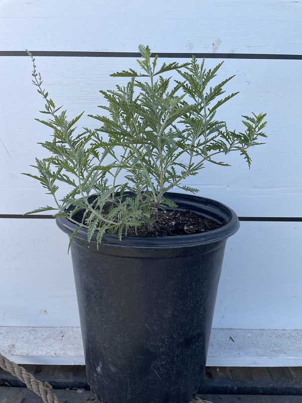 perovskia-atriplicifolia-russian-sage