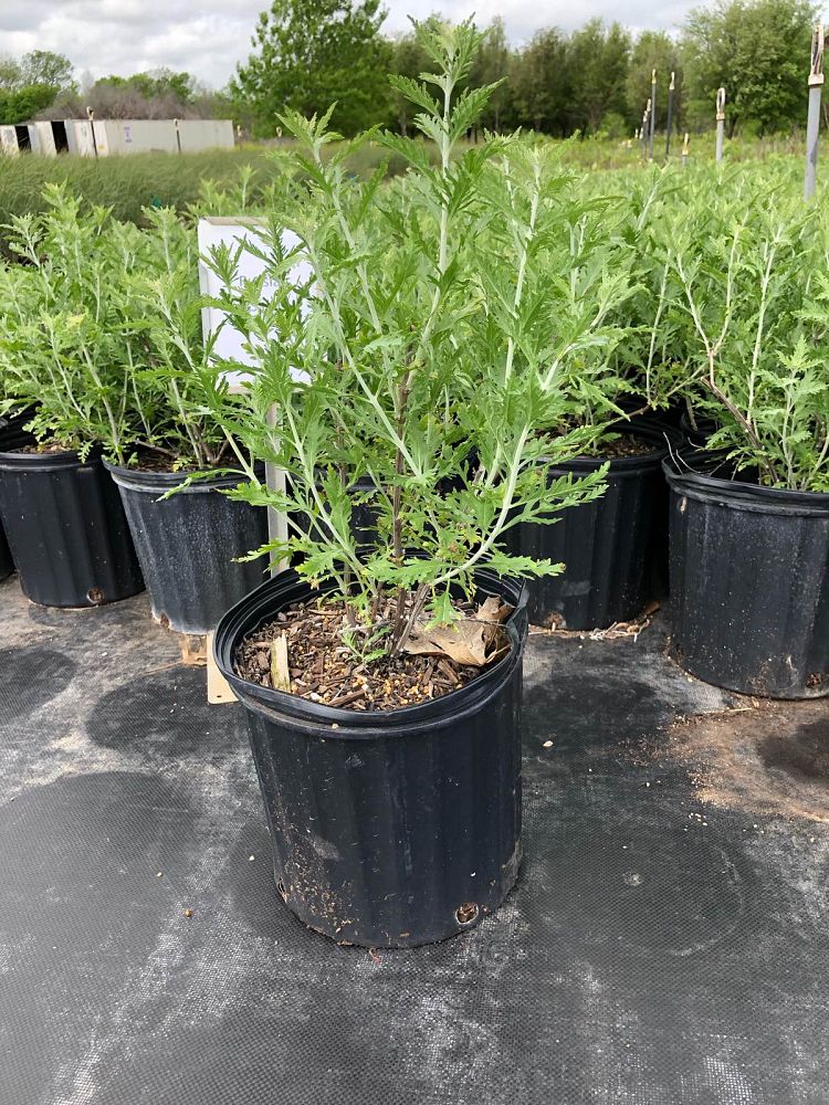 perovskia-atriplicifolia-russian-sage