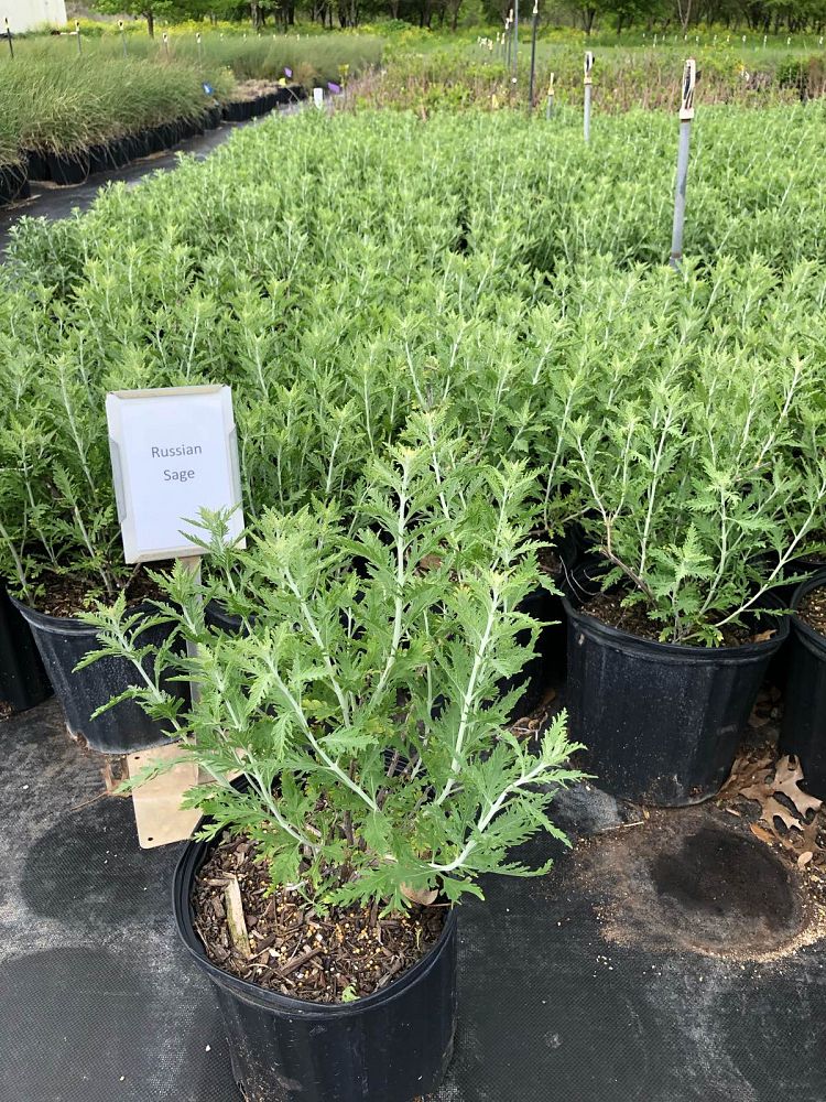 perovskia-atriplicifolia-russian-sage