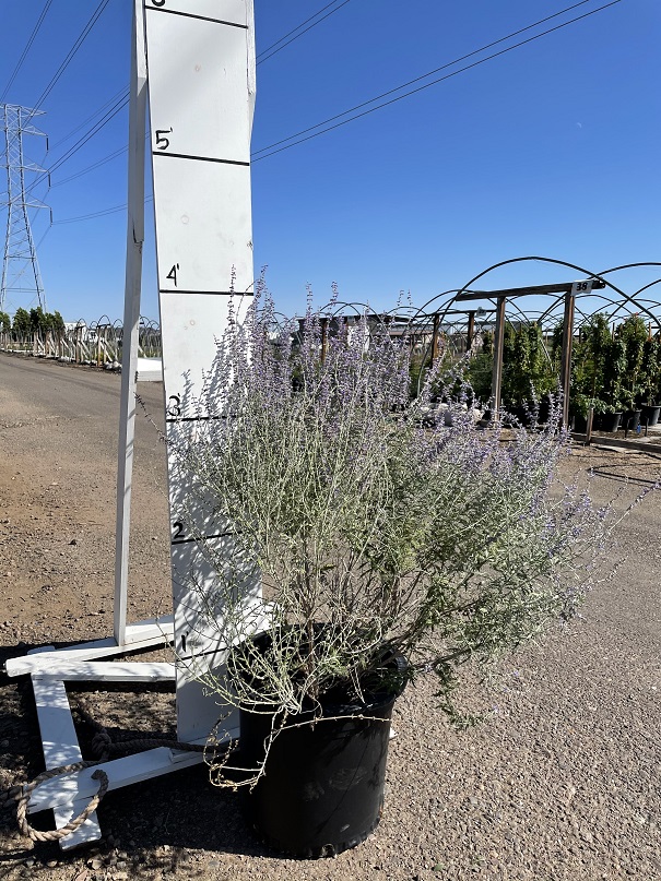 perovskia-atriplicifolia-russian-sage