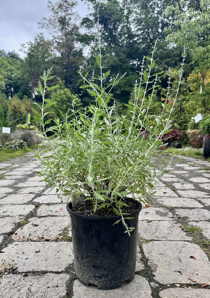 perovskia-atriplicifolia-russian-sage