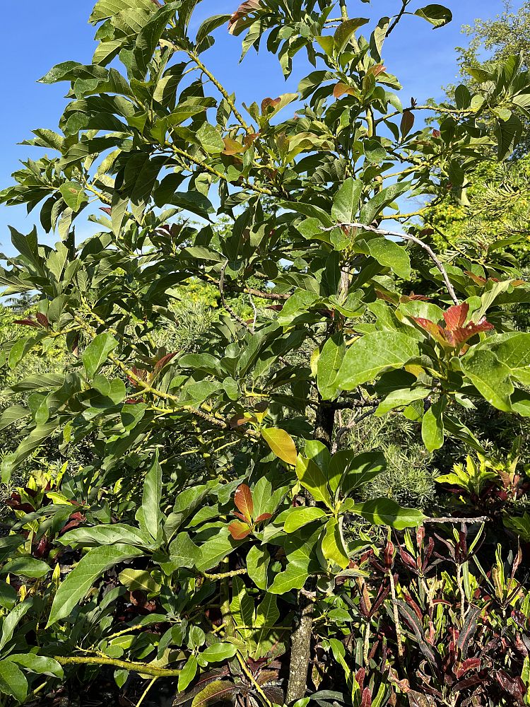 persea-americana-avocado