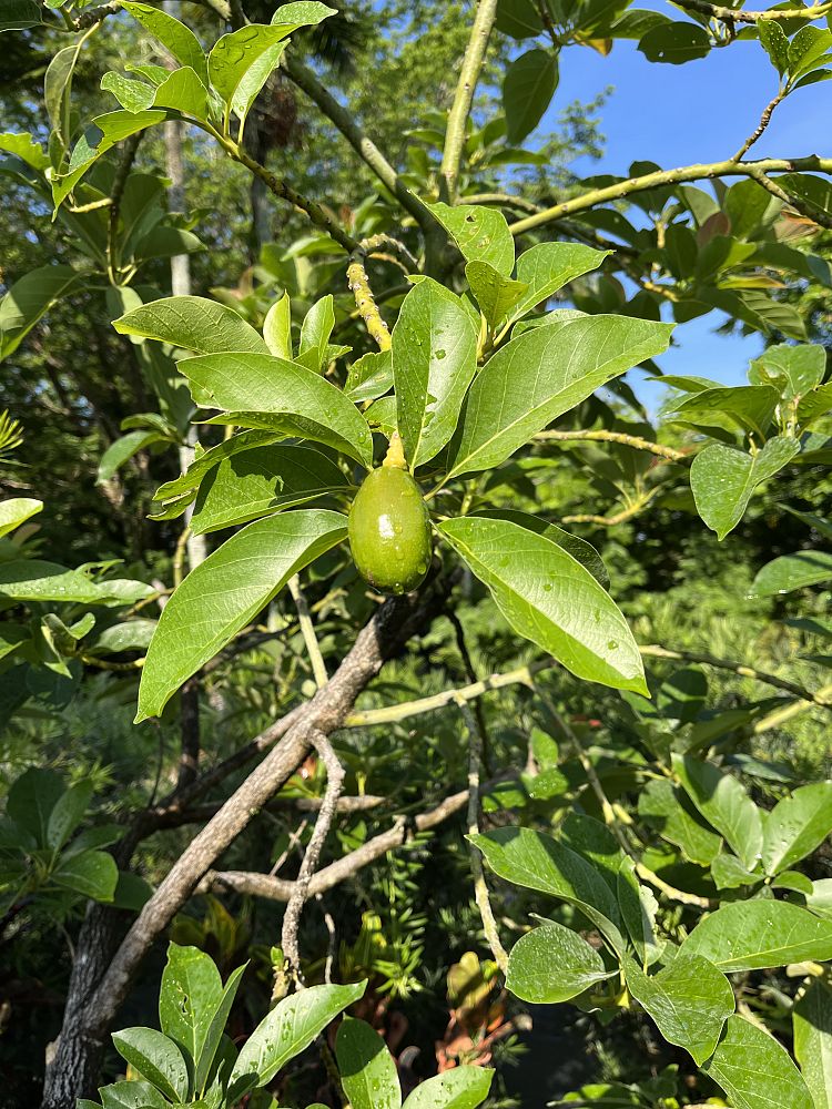 persea-americana-avocado