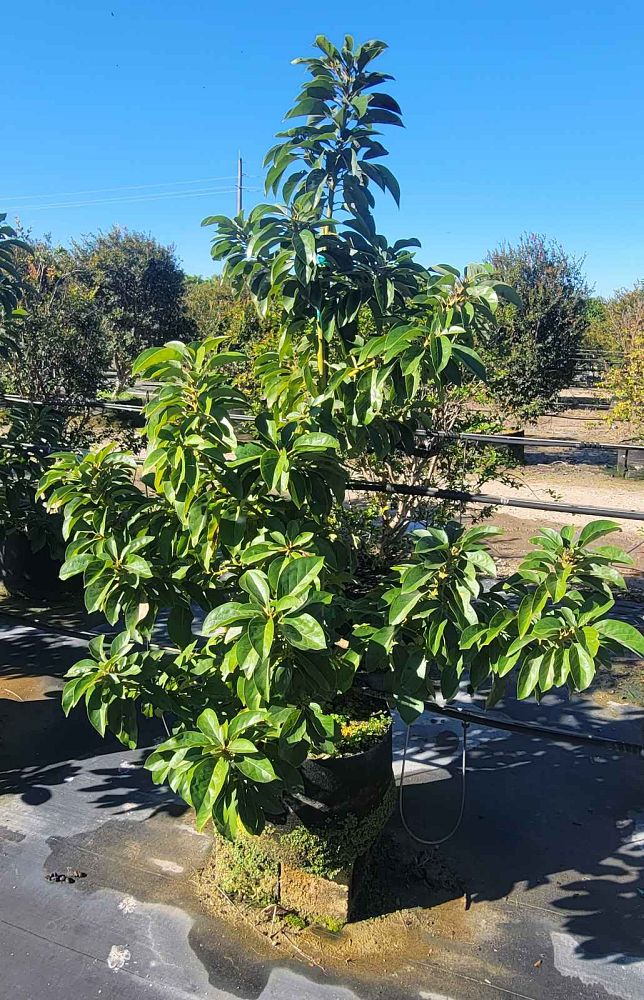 persea-americana-avocado