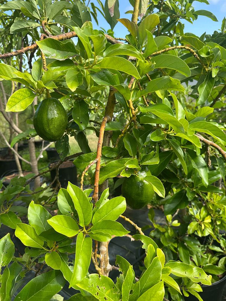 persea-americana-avocado