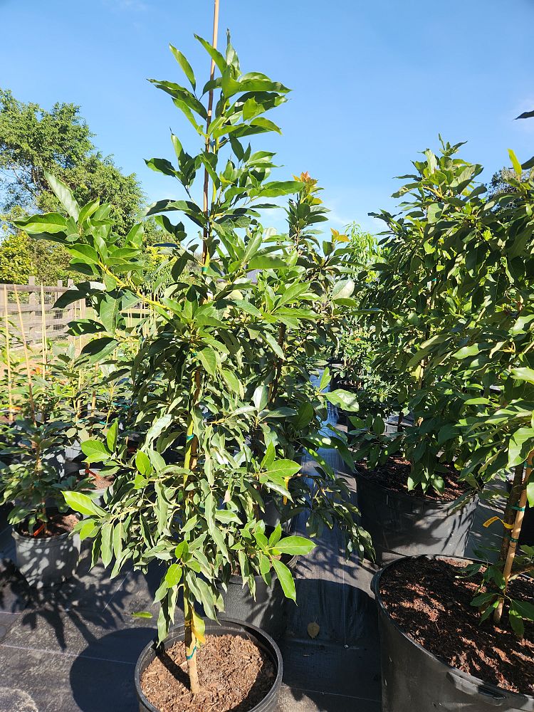 persea-americana-black-prince-avocado