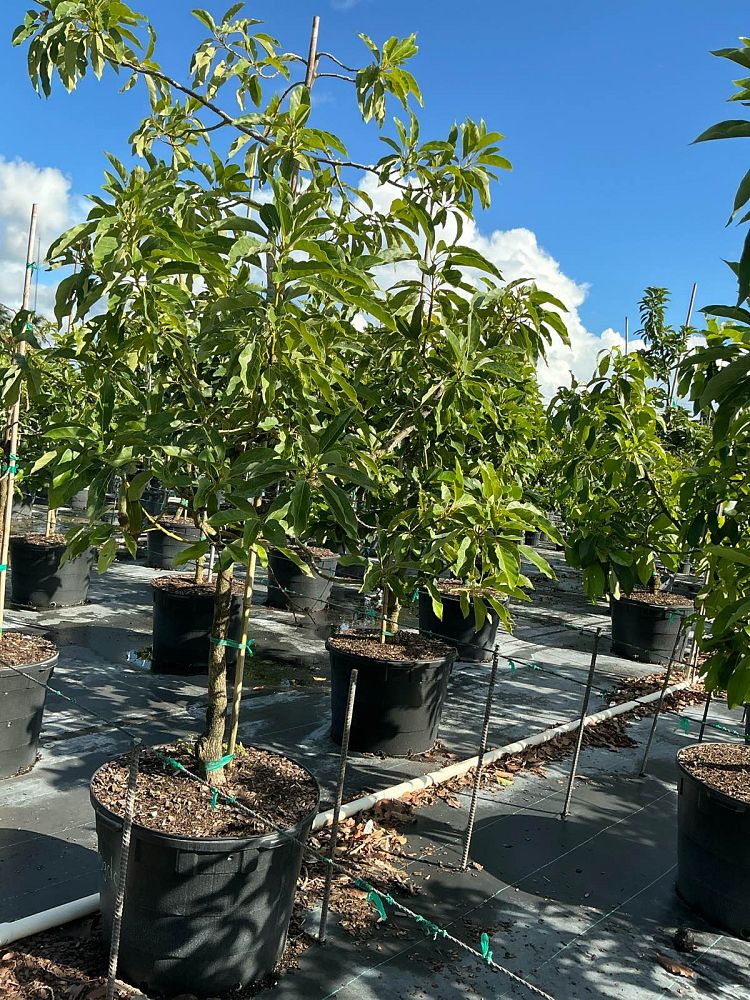 persea-americana-brodgon-avocado