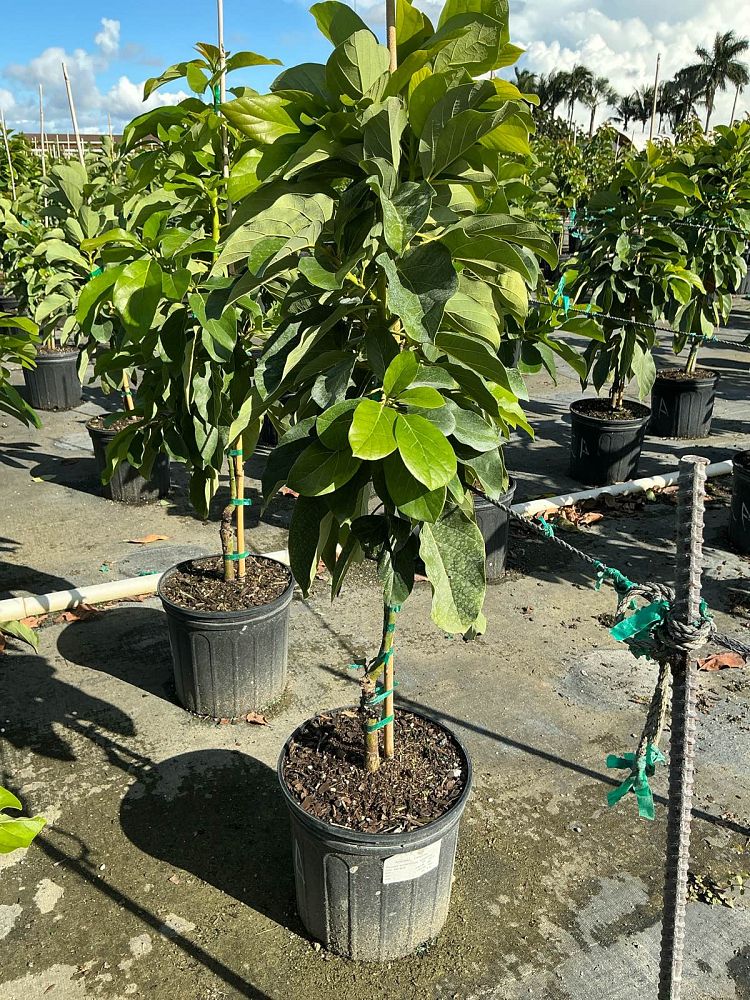 persea-americana-catalina-avocado