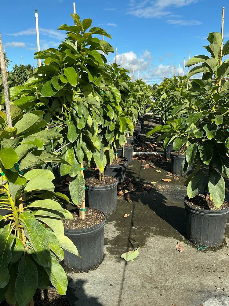 persea-americana-catalina-avocado