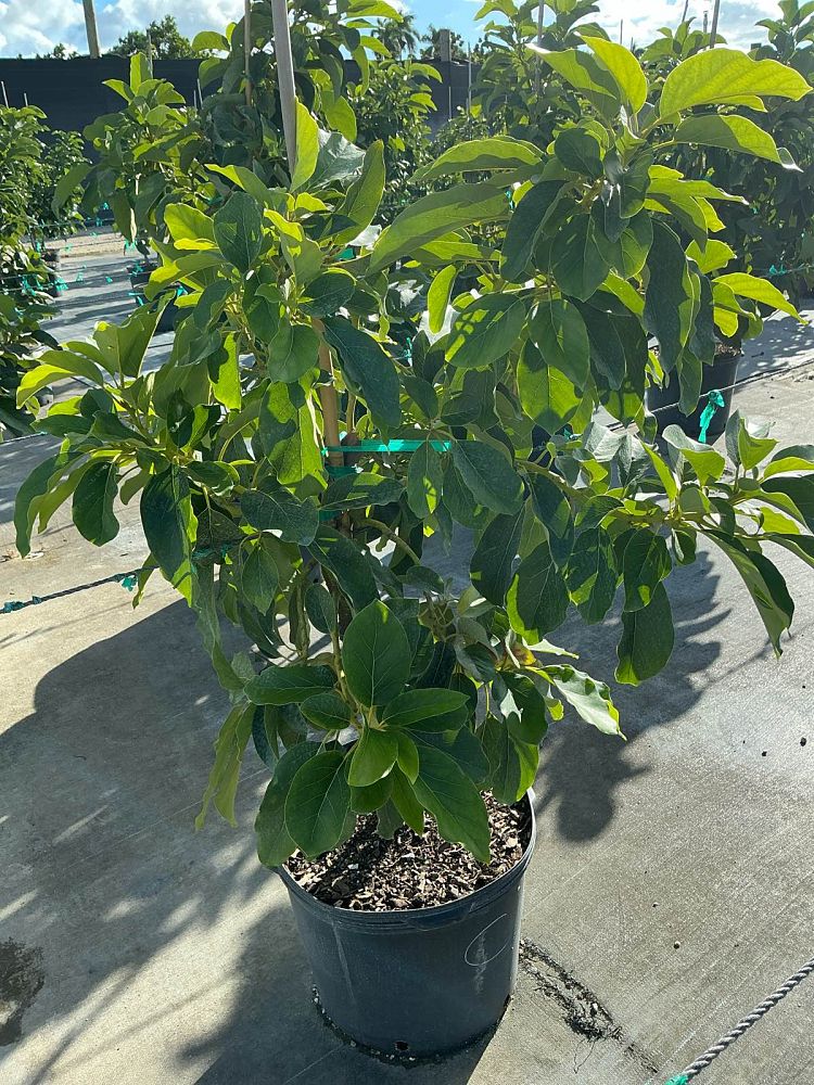 persea-americana-catalina-avocado