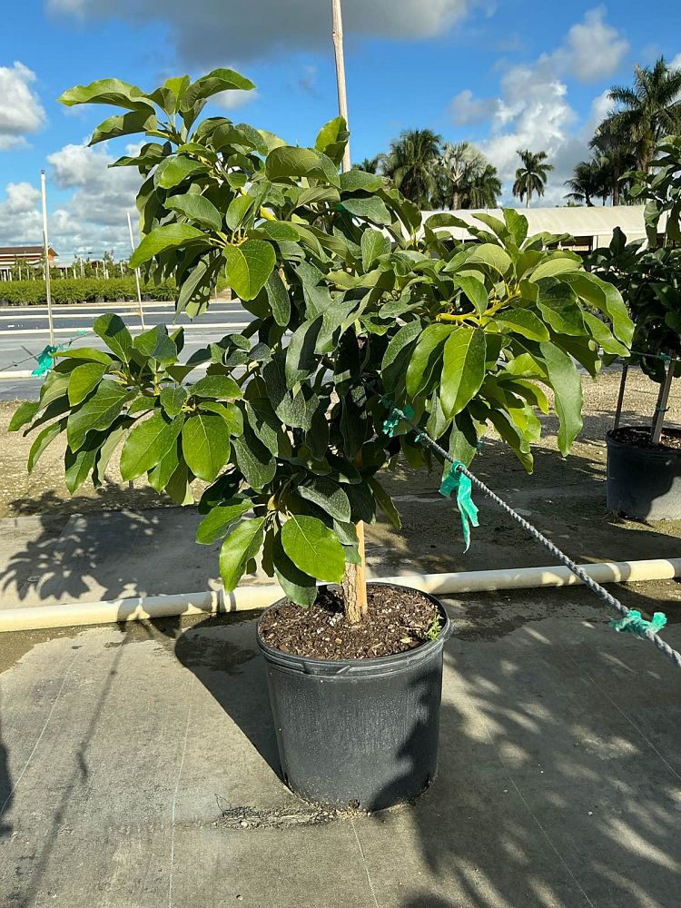 persea-americana-catalina-avocado