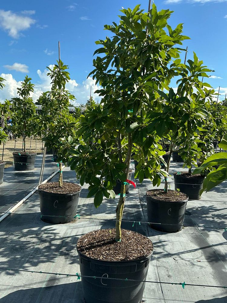 persea-americana-catalina-avocado