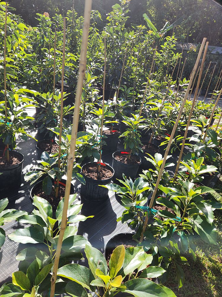 persea-americana-catalina-avocado