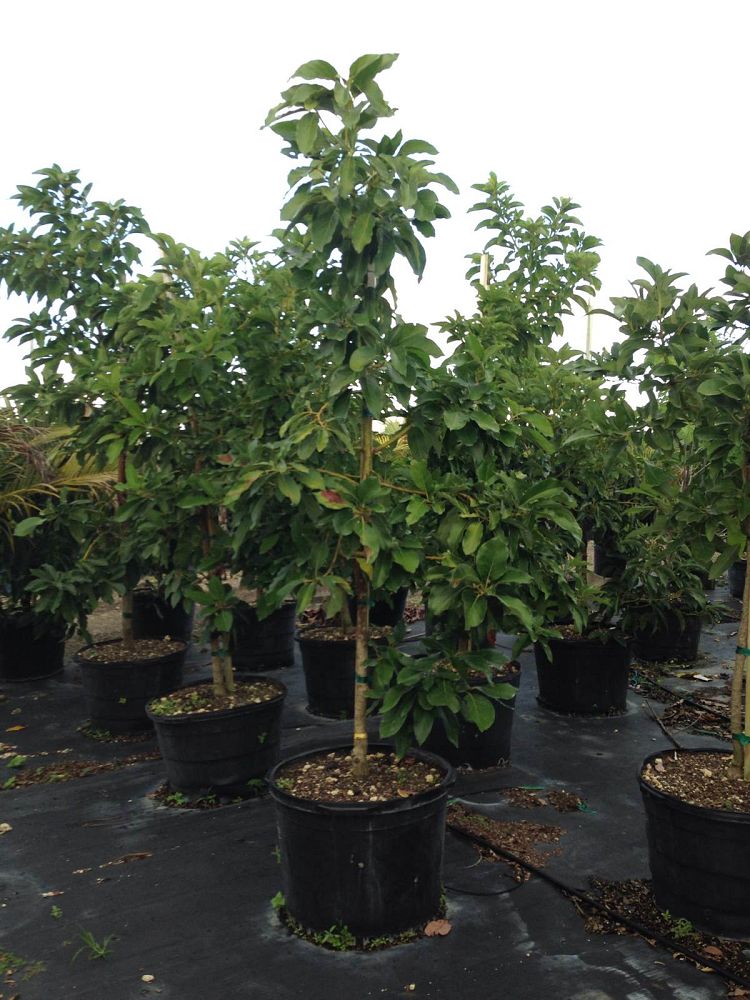 persea-americana-choquette-avocado