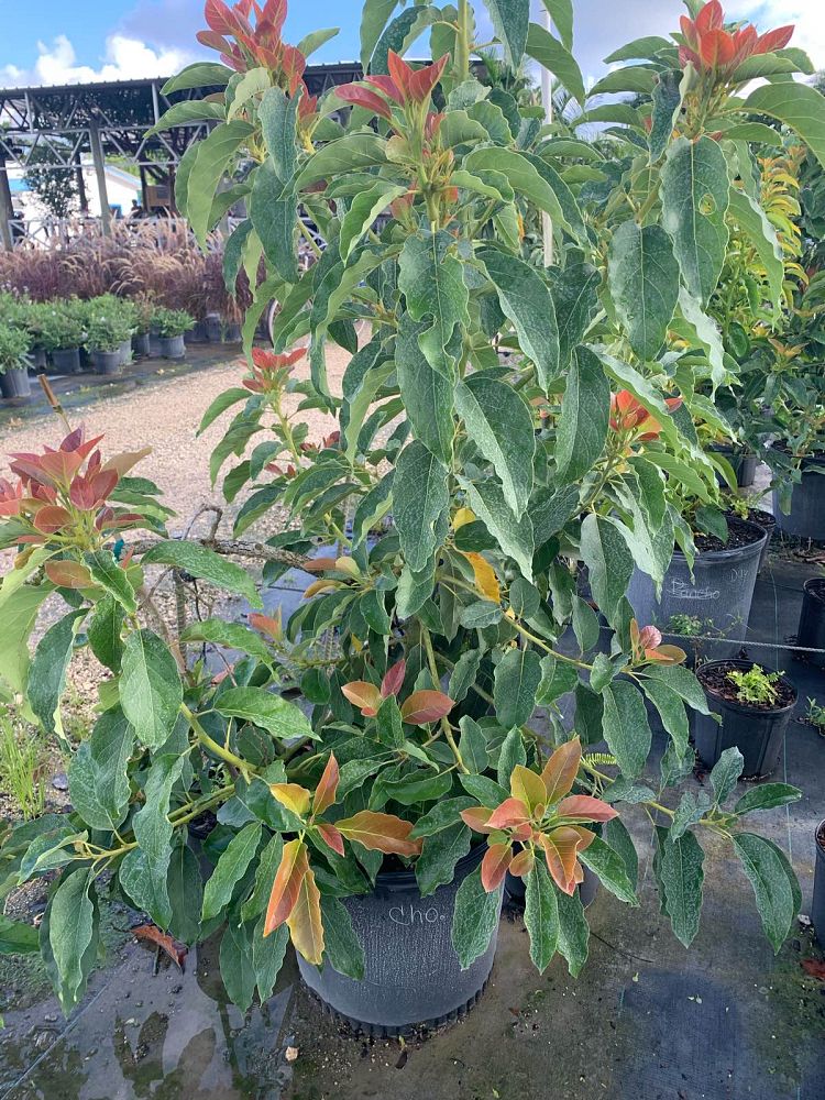 persea-americana-choquette-avocado