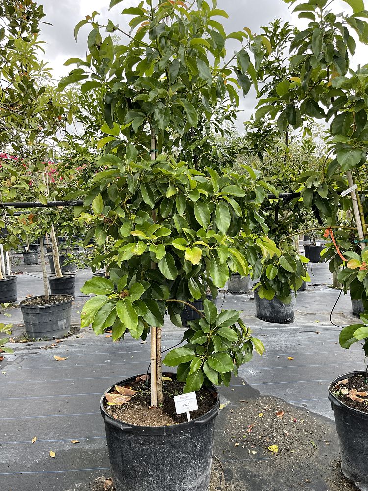 persea-americana-choquette-avocado
