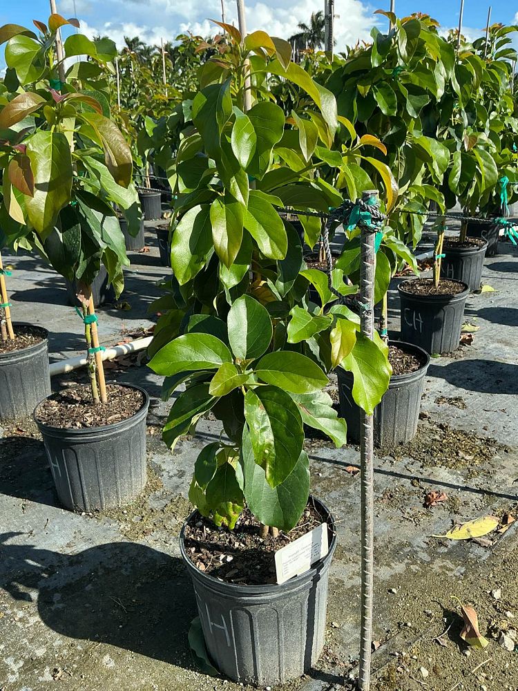 persea-americana-choquette-avocado