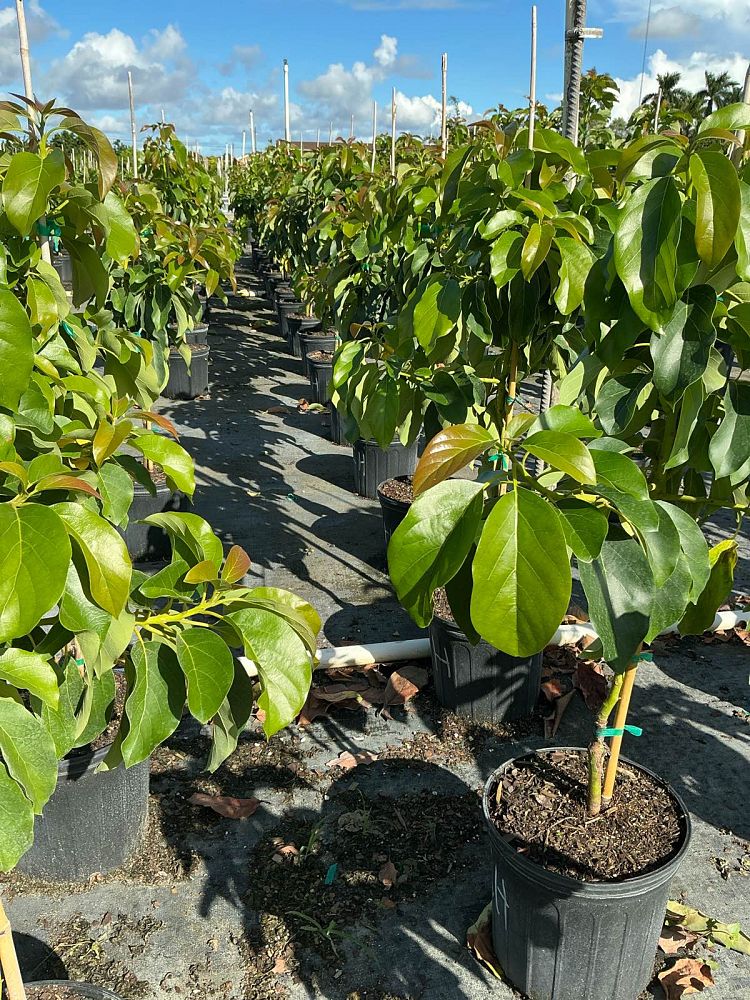 persea-americana-choquette-avocado