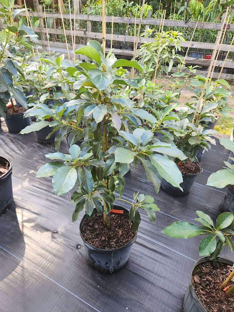 persea-americana-choquette-avocado