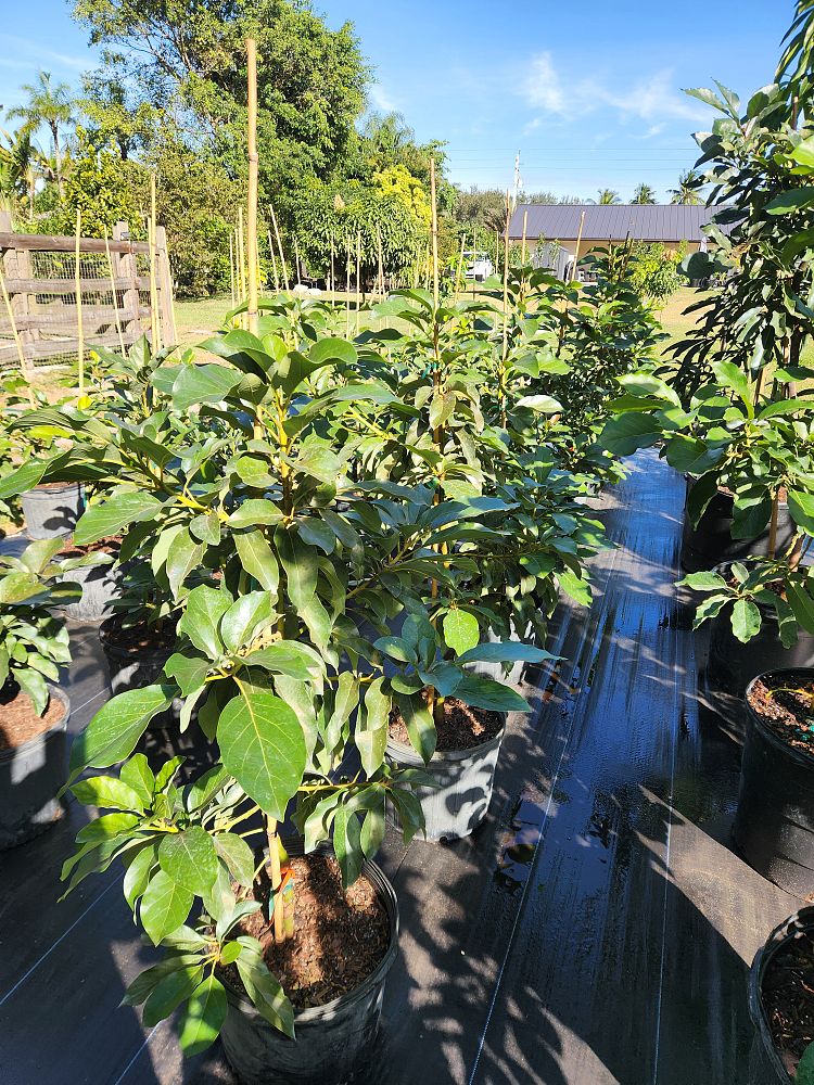 persea-americana-choquette-avocado