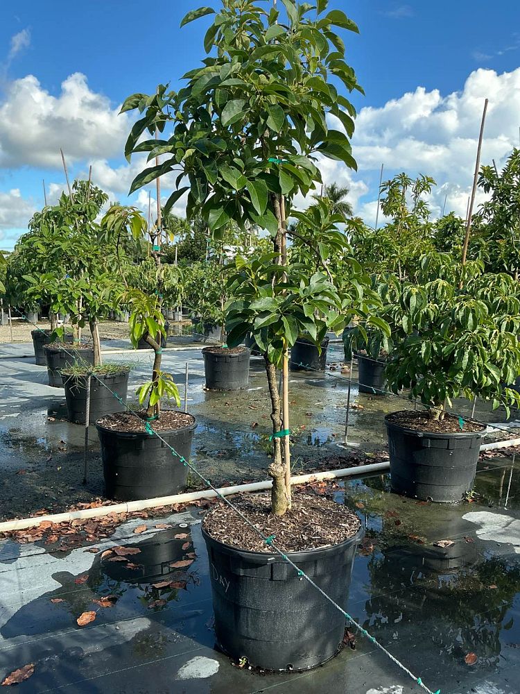 persea-americana-day-avocado