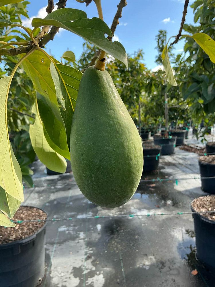 persea-americana-day-avocado