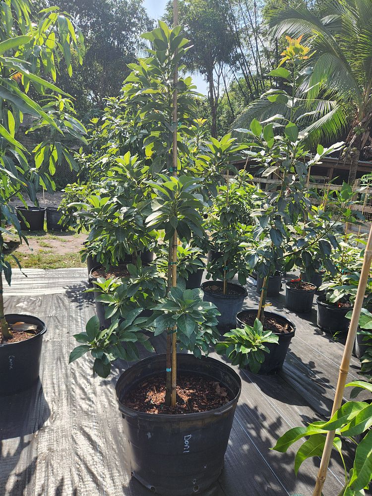 persea-americana-donnie-avocado-avocado-doni