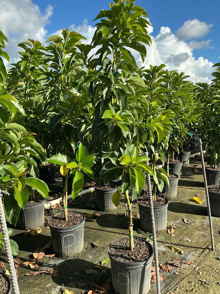 persea-americana-donnie-avocado-avocado-doni