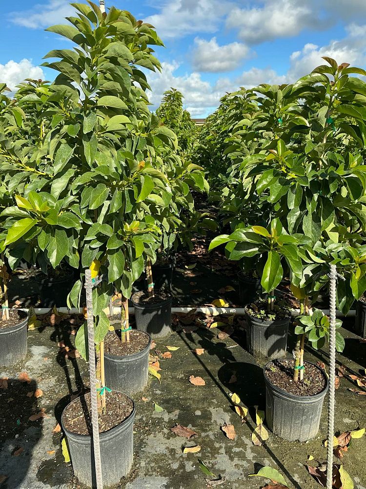 persea-americana-donnie-avocado-avocado-doni