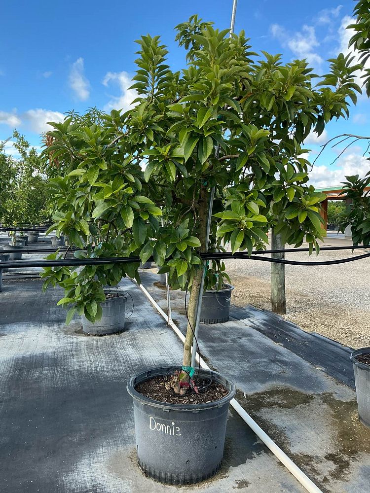 persea-americana-donnie-avocado-avocado-doni