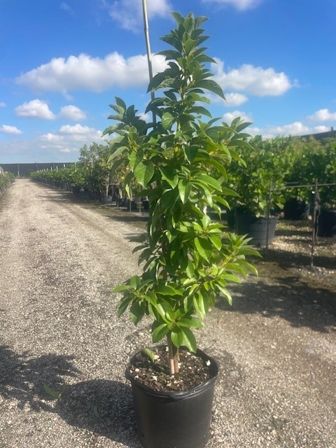 persea-americana-donnie-avocado-avocado-doni