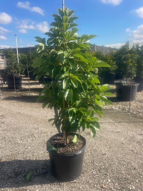 persea-americana-donnie-avocado-avocado-doni