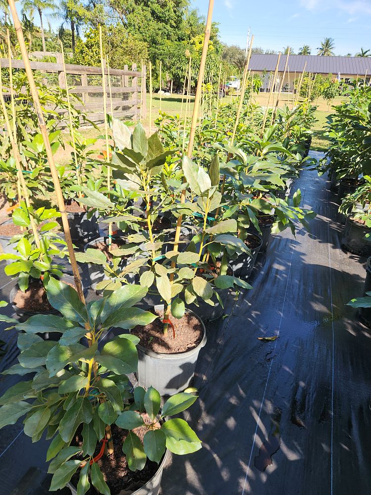 persea-americana-florida-haas-avocado