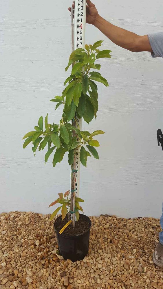 persea-americana-hall-avocado