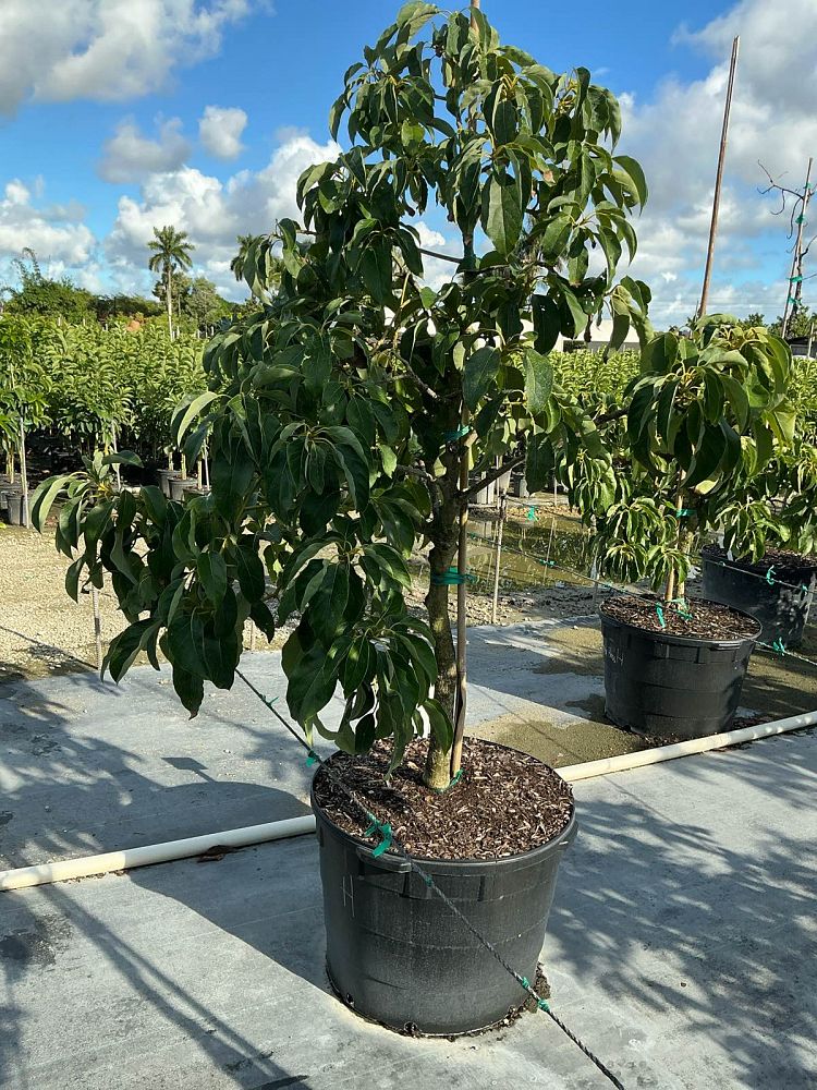 persea-americana-hass-avocado