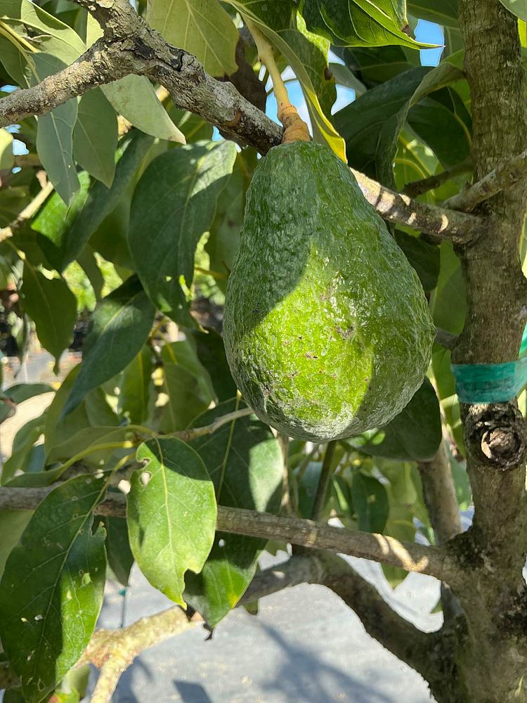 persea-americana-hass-avocado