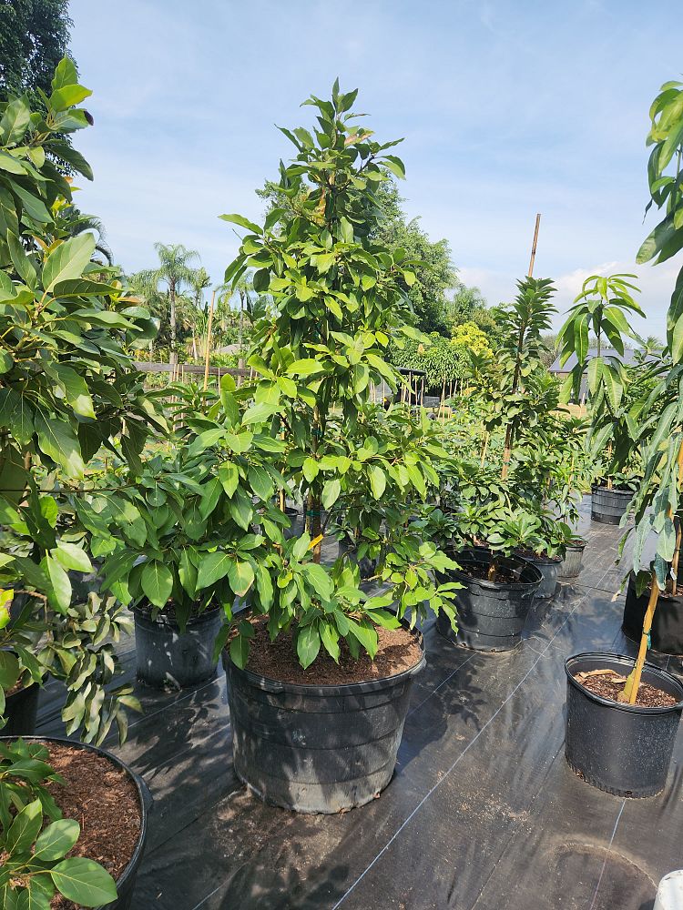 persea-americana-hass-avocado