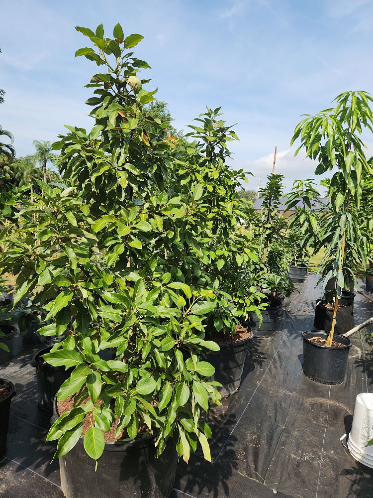 persea-americana-hass-avocado