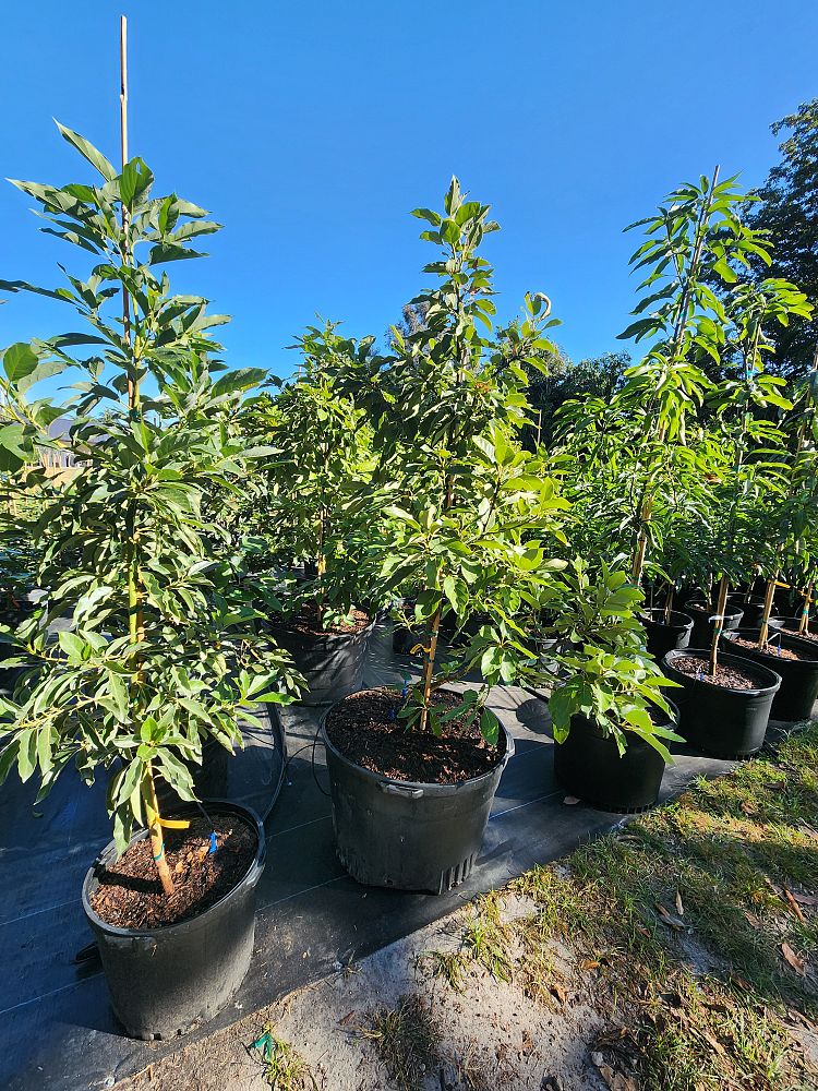 persea-americana-hass-avocado