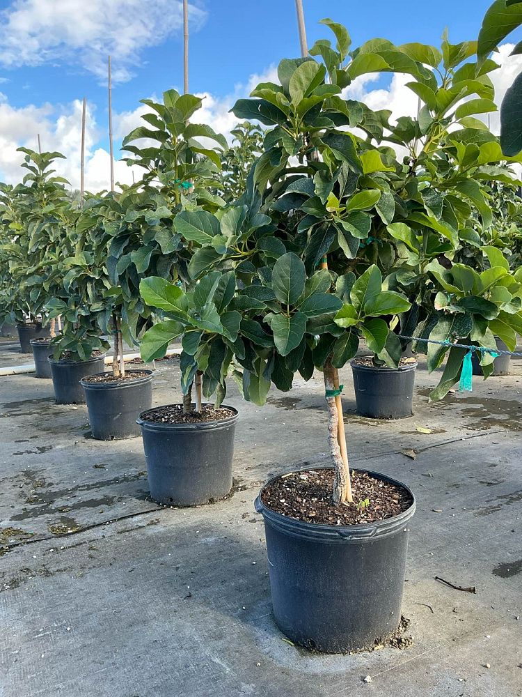 persea-americana-loretta-avocado