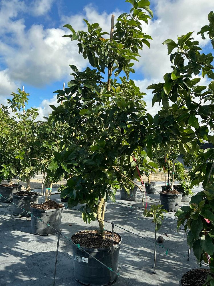 persea-americana-loretta-avocado