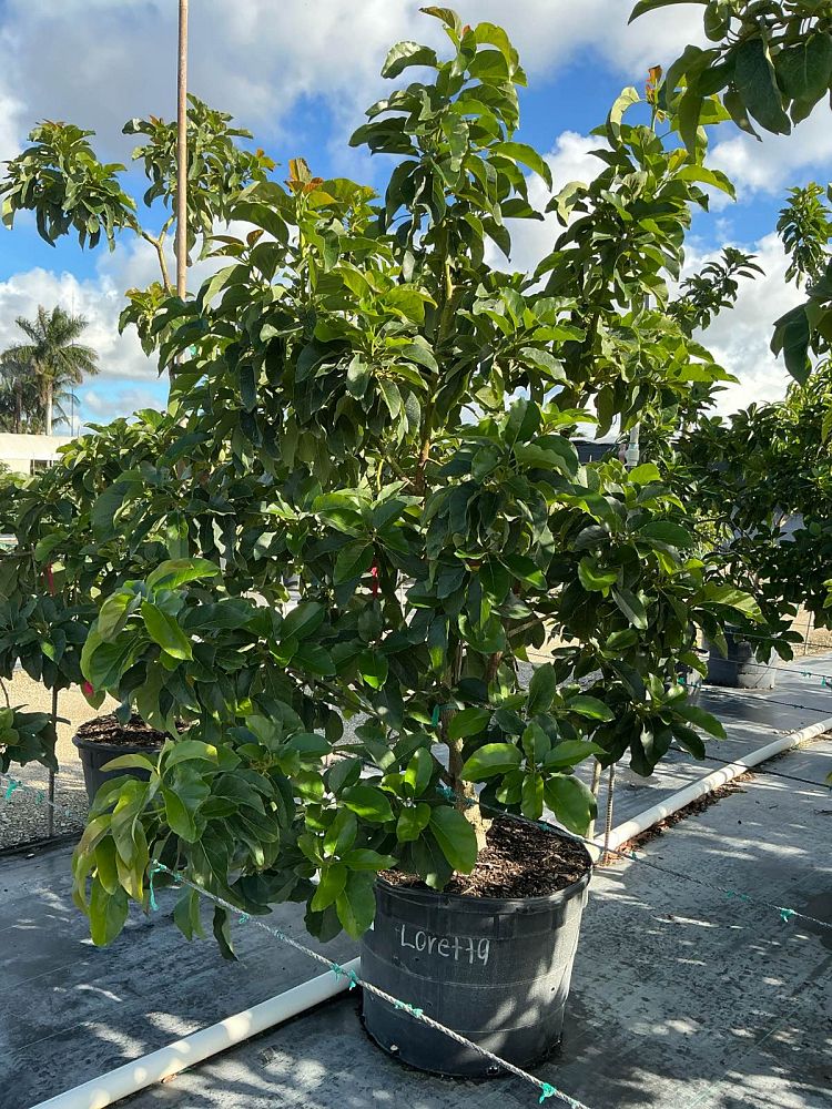 persea-americana-loretta-avocado