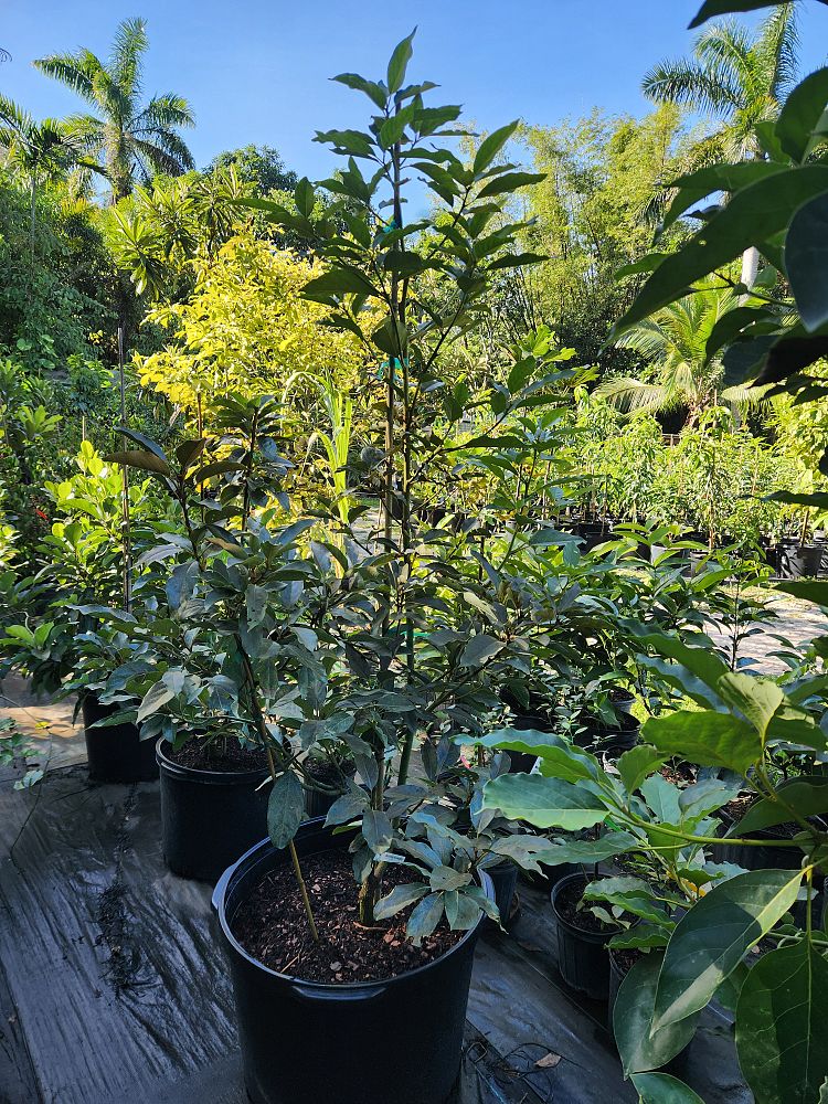 persea-americana-mexicola-avocado