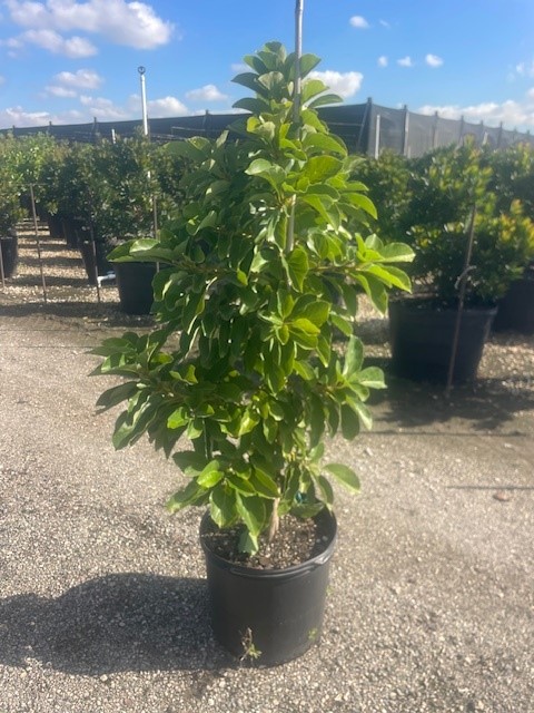 persea-americana-miguel-avocado